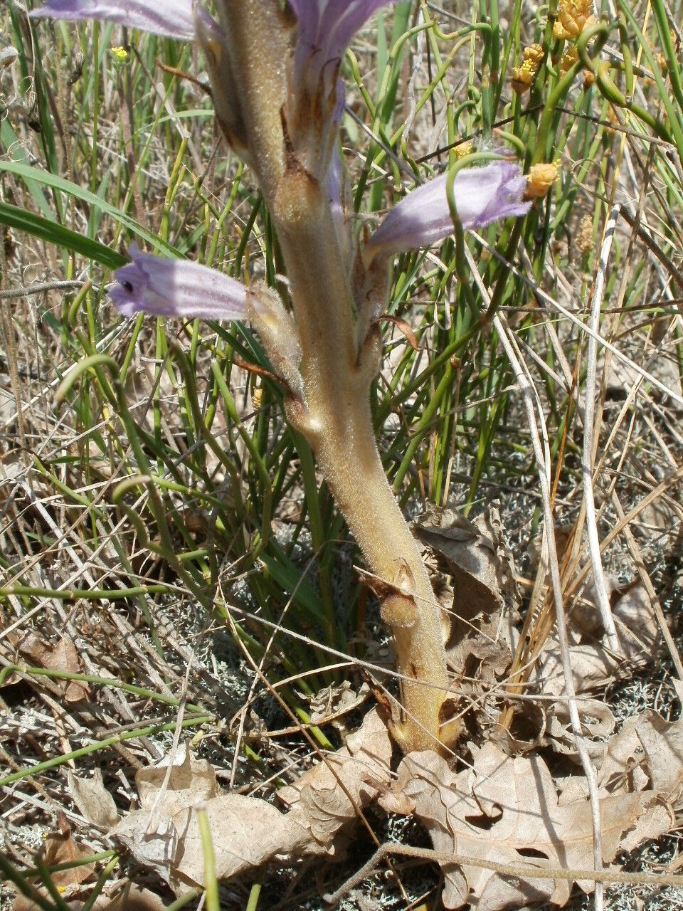Orobanche arenaria bark