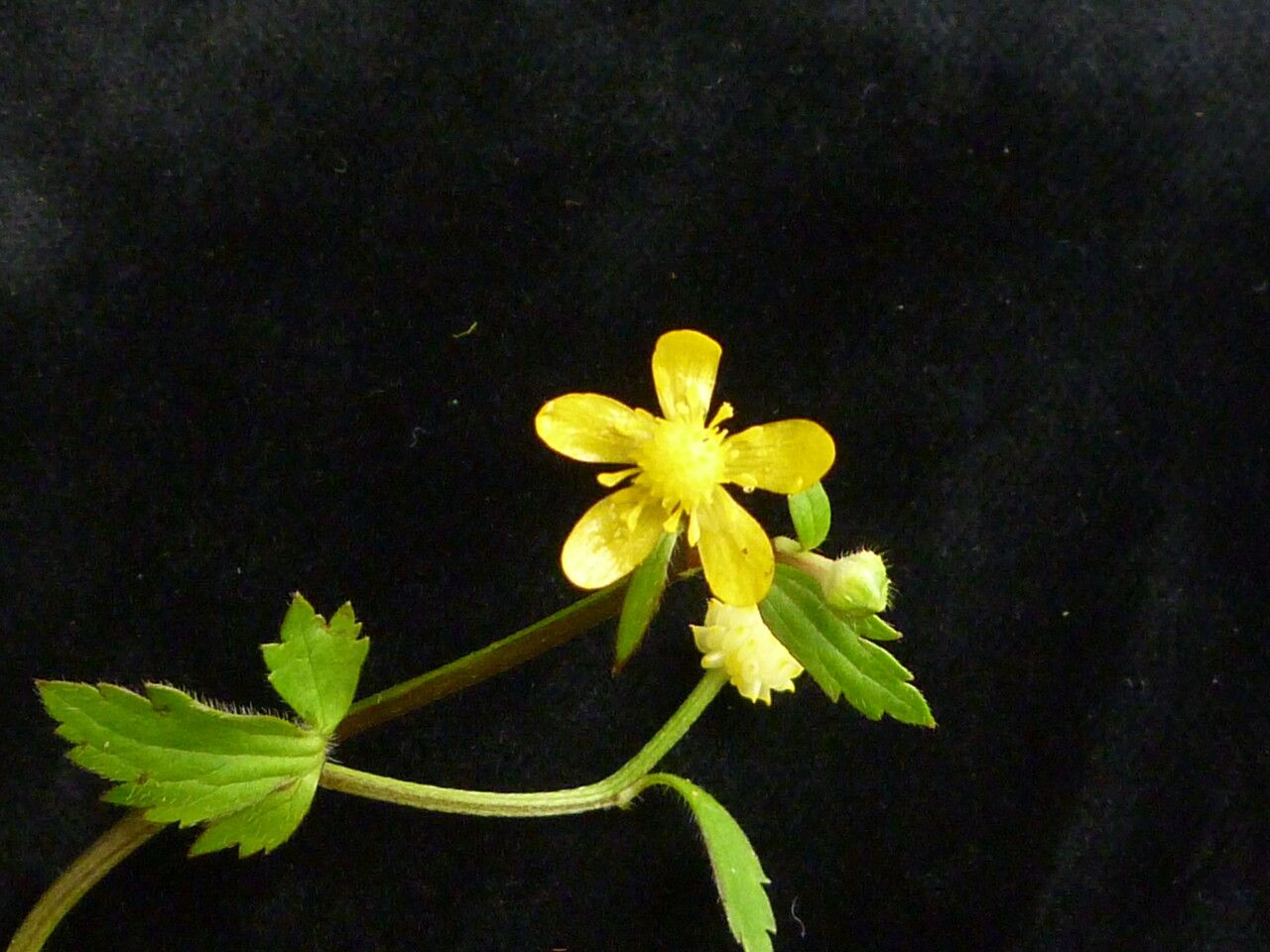 Ranunculus diffusus habit