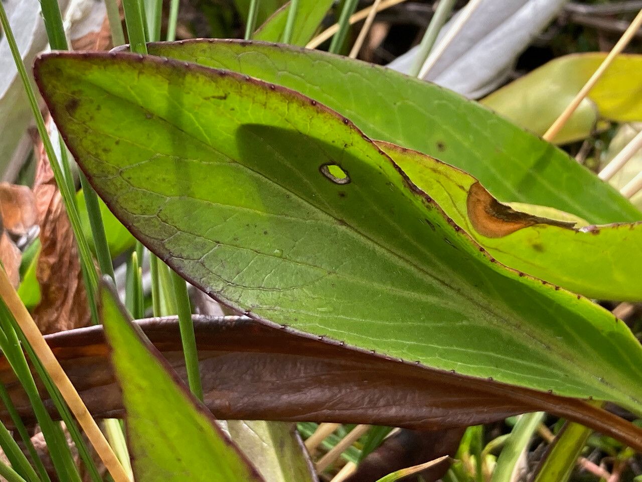 Valeriana pilosa leaf