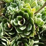 Saxifraga paniculata