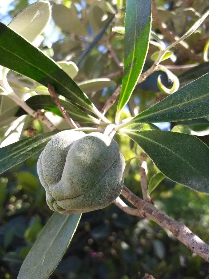 Pittosporum crassifolium fruit