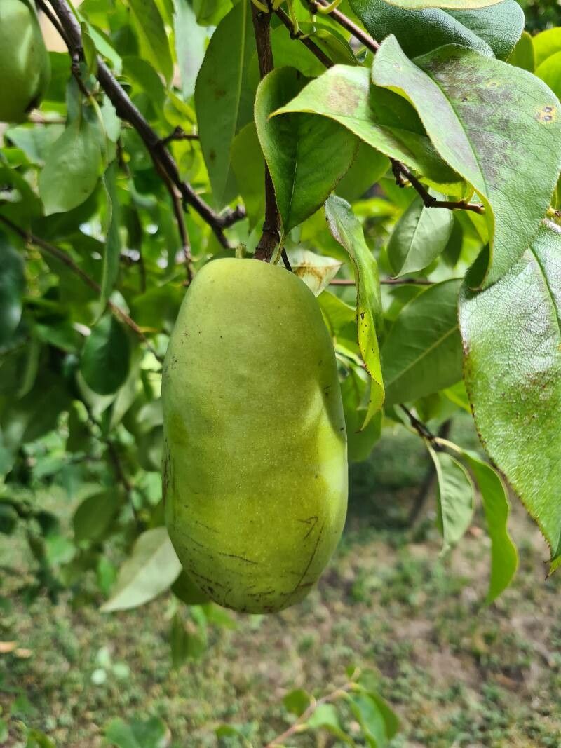 Pseudocydonia sinensis fruit