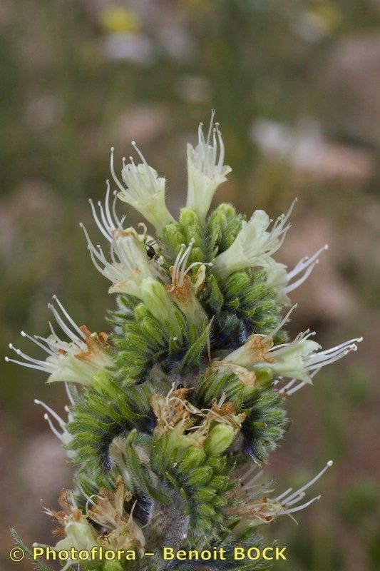 Echium flavum fruit