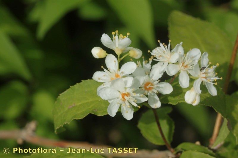 Deutzia parviflora flower