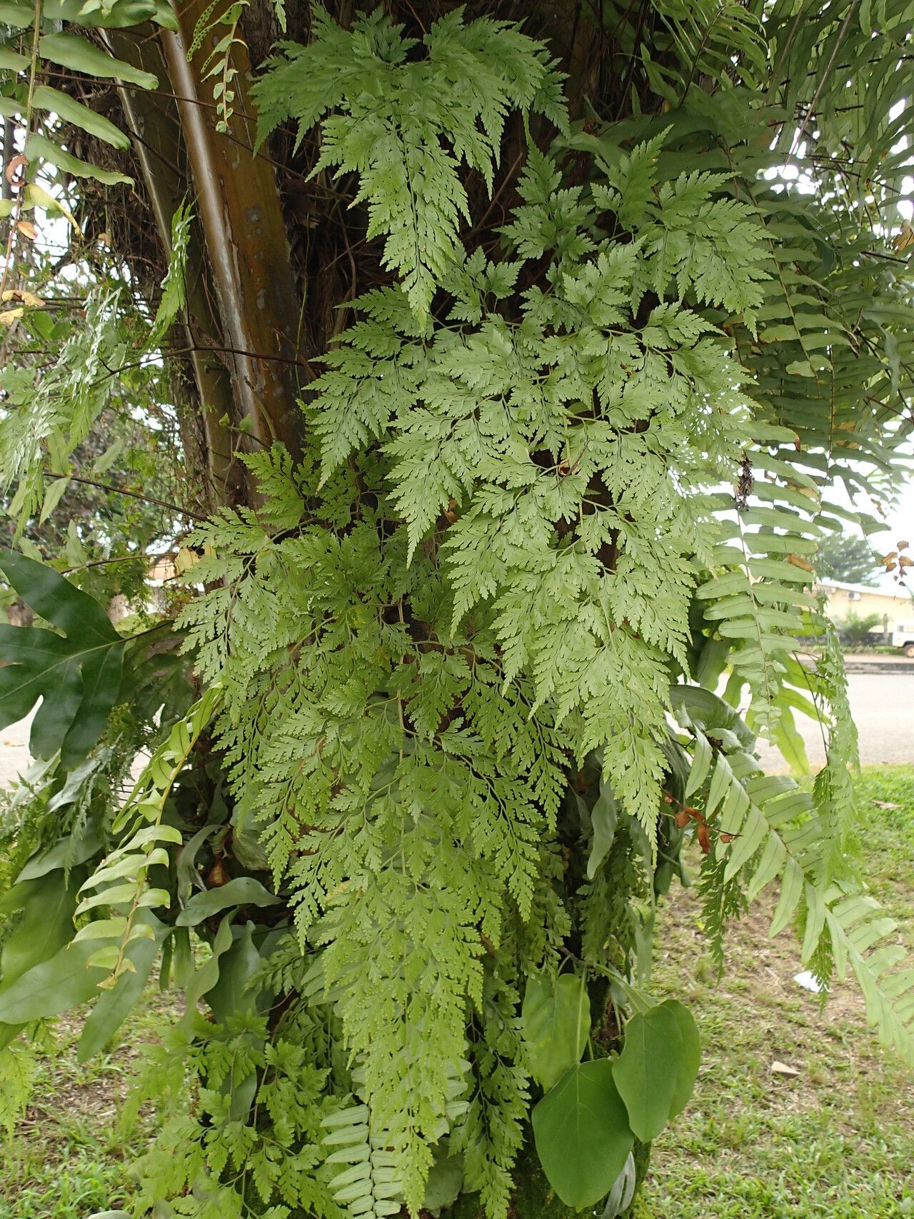 Davallia chaerophylloides habit