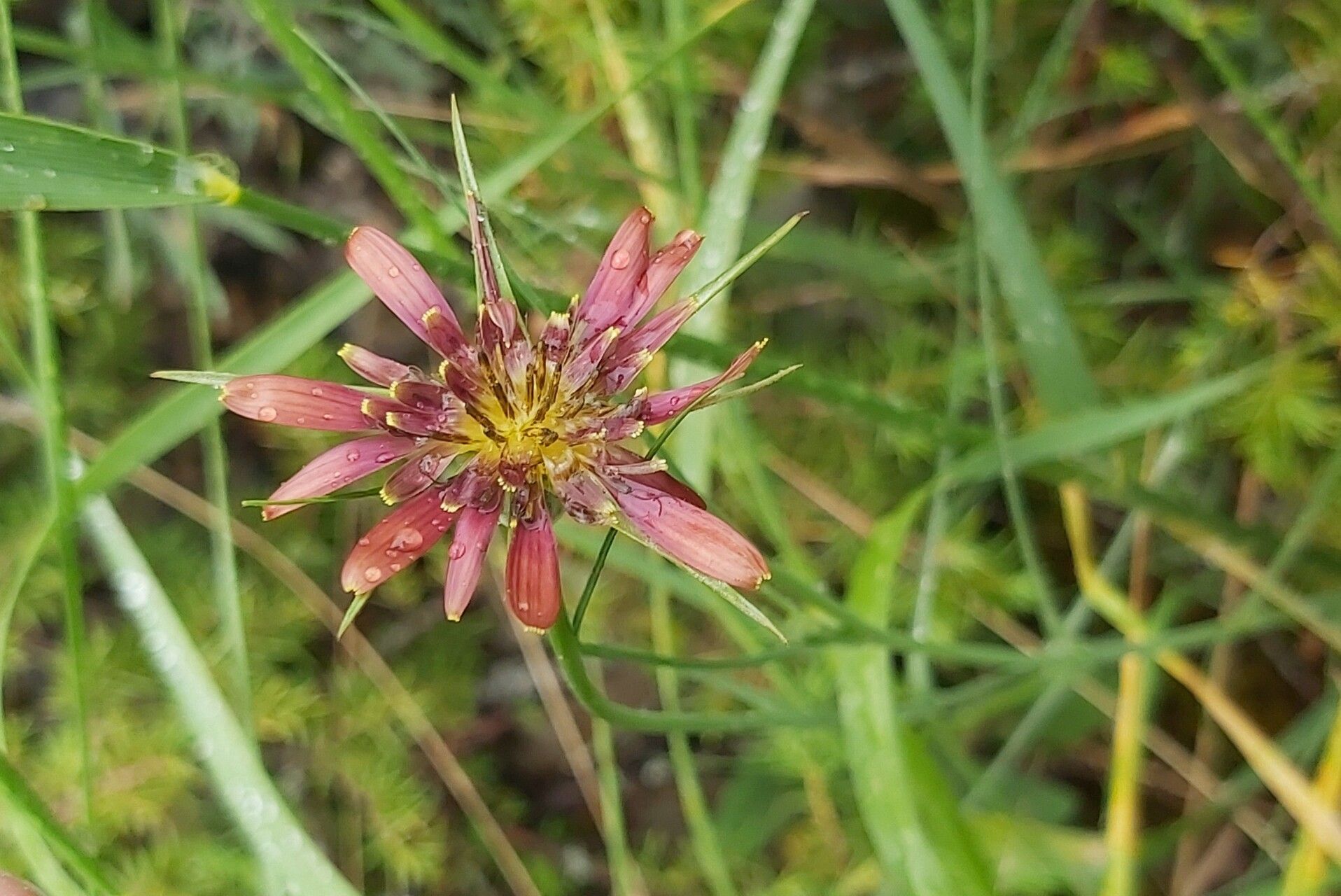 Tragopogon balcanicus — related species from the same genus