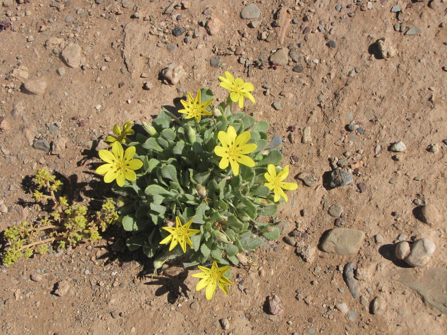 Gazania lichtensteinii habit