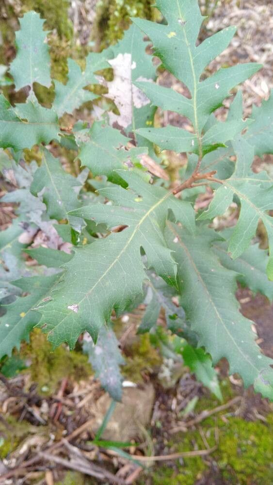 Lomatia fraseri — related species from the same genus
