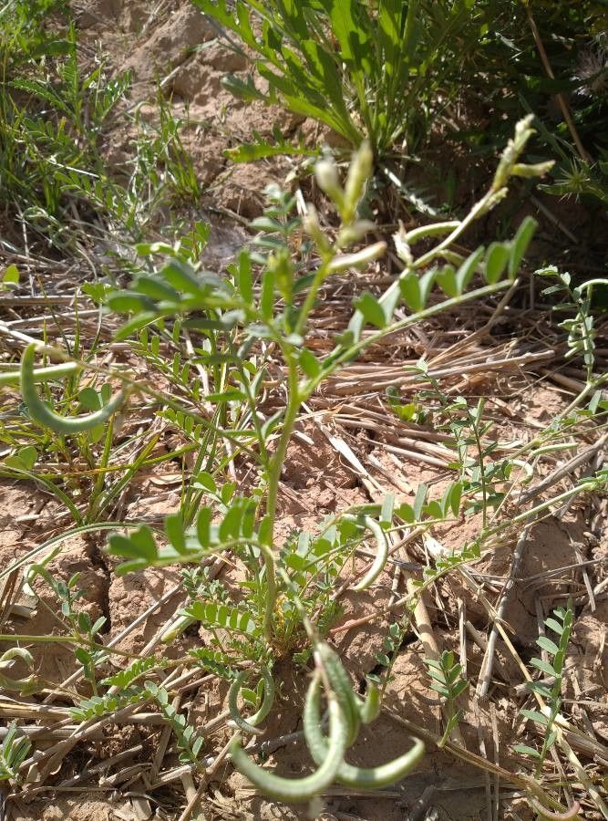 Astragalus arpilobus — houseplant care guide