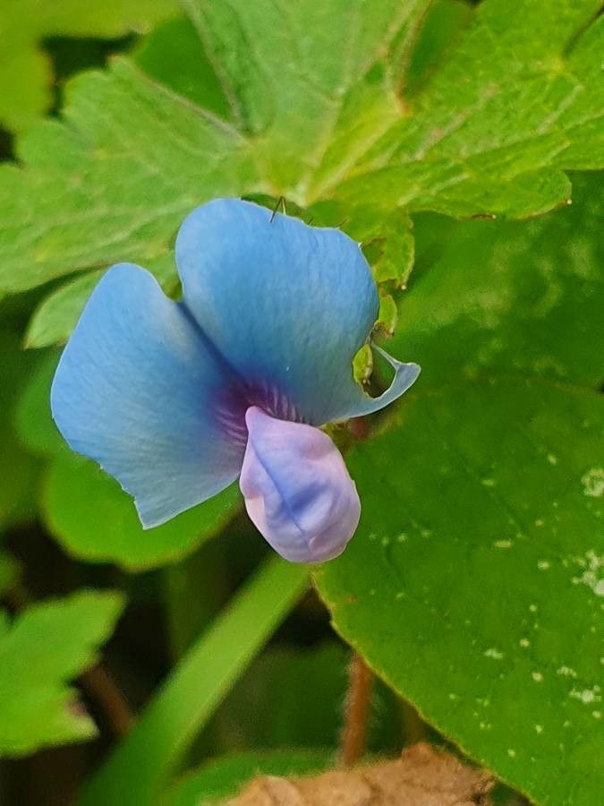 Parochetus communis flower