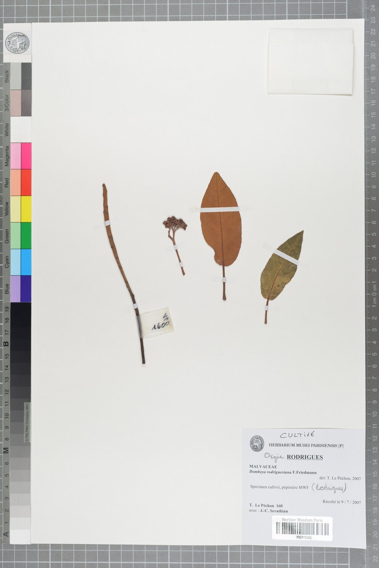 Dombeya rodriguesiana — search result for 'Dombeya'