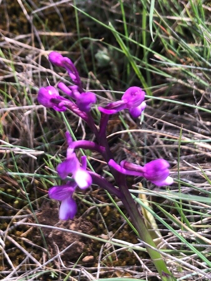 Anacamptis champagneuxii flower