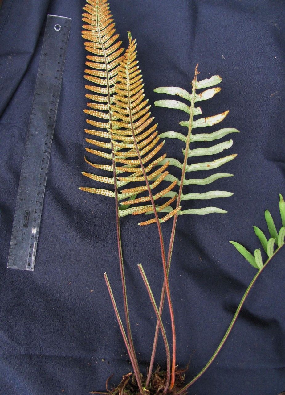 Pleopeltis remota — houseplant care guide