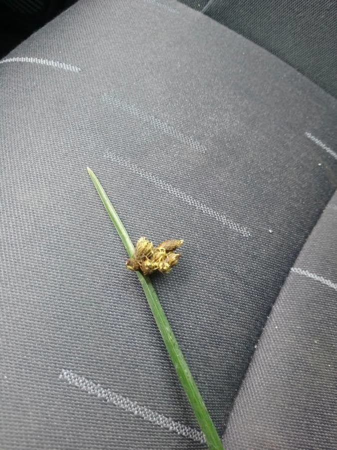 Schoenoplectus triqueter flower