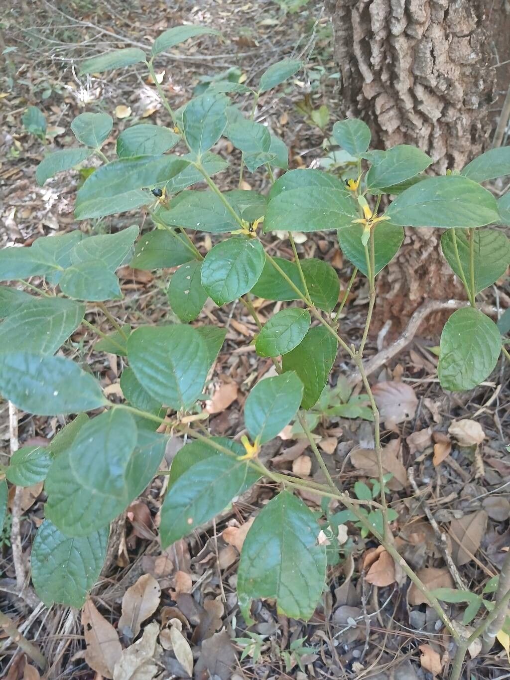Palicourea prunifolia habit