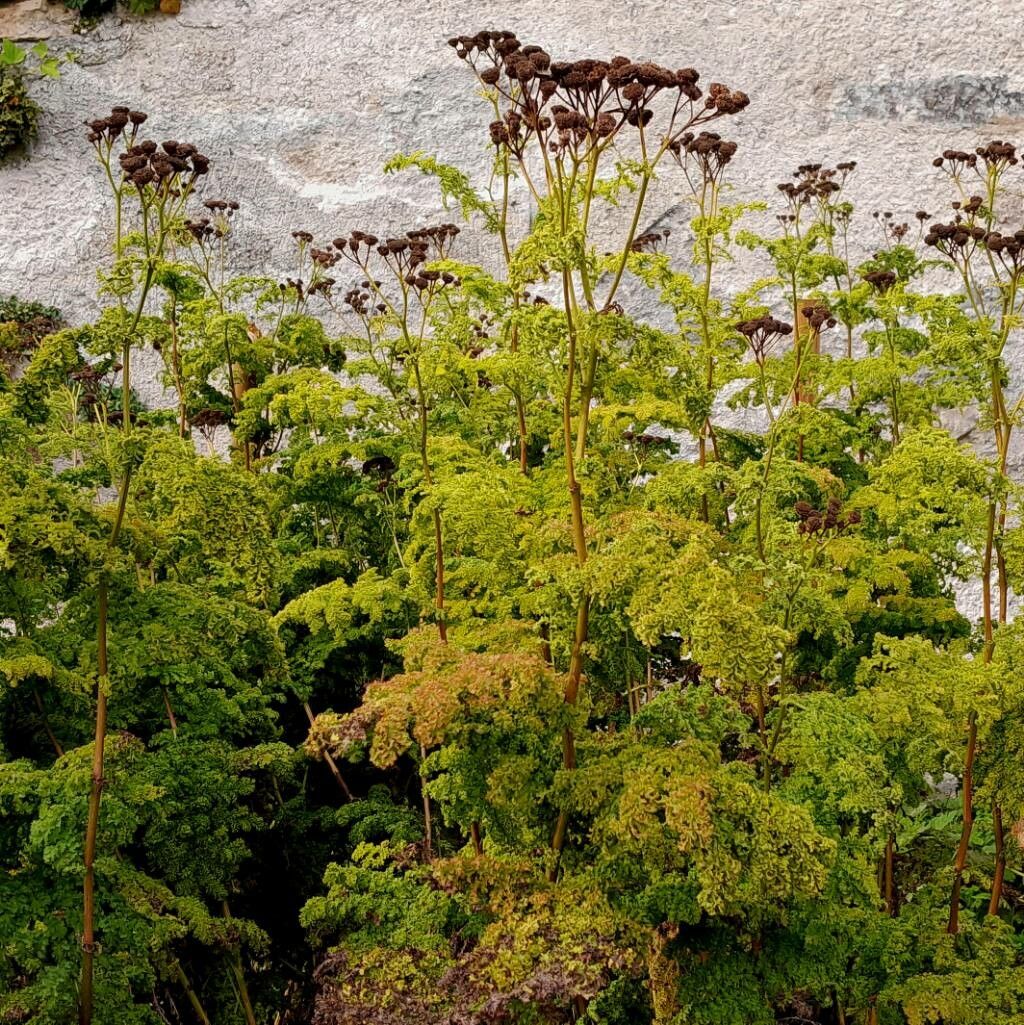 Artemisia genipi habit