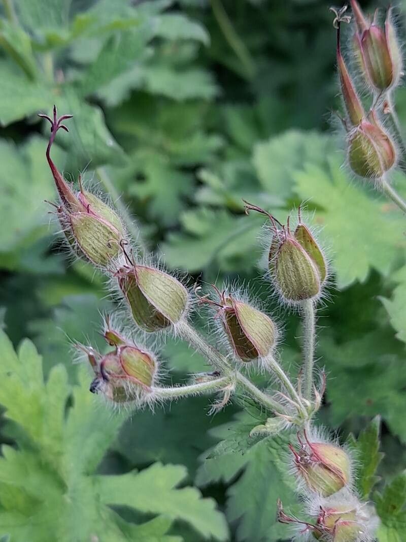Geranium ibericum fruit