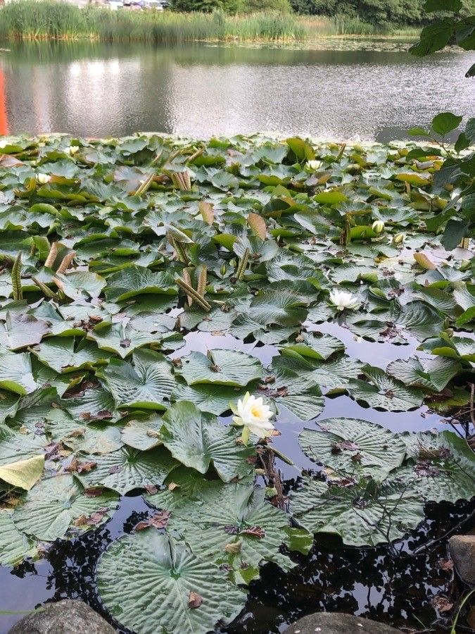 Nymphaea candida habit