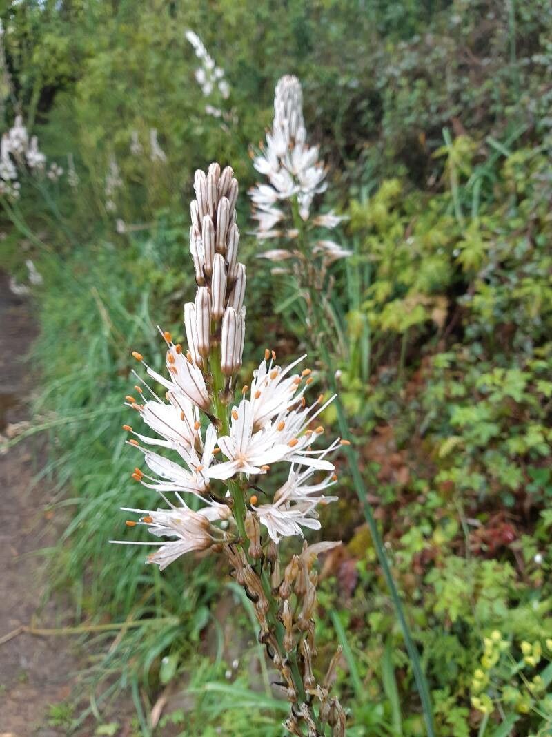 Asphodelus macrocarpus flower
