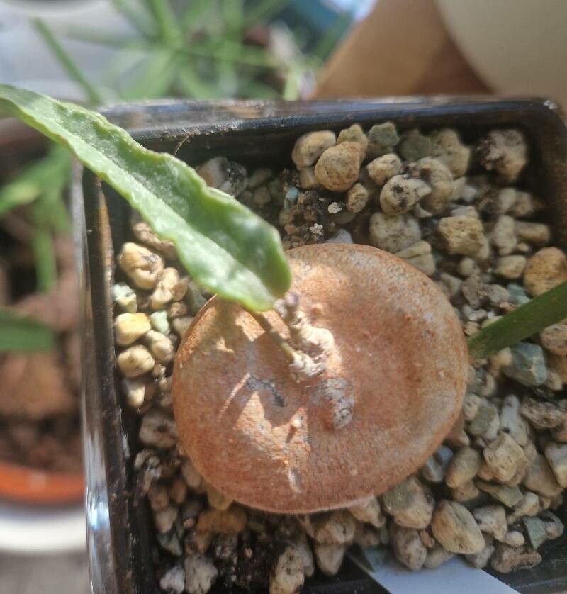 Ceropegia inornata habit