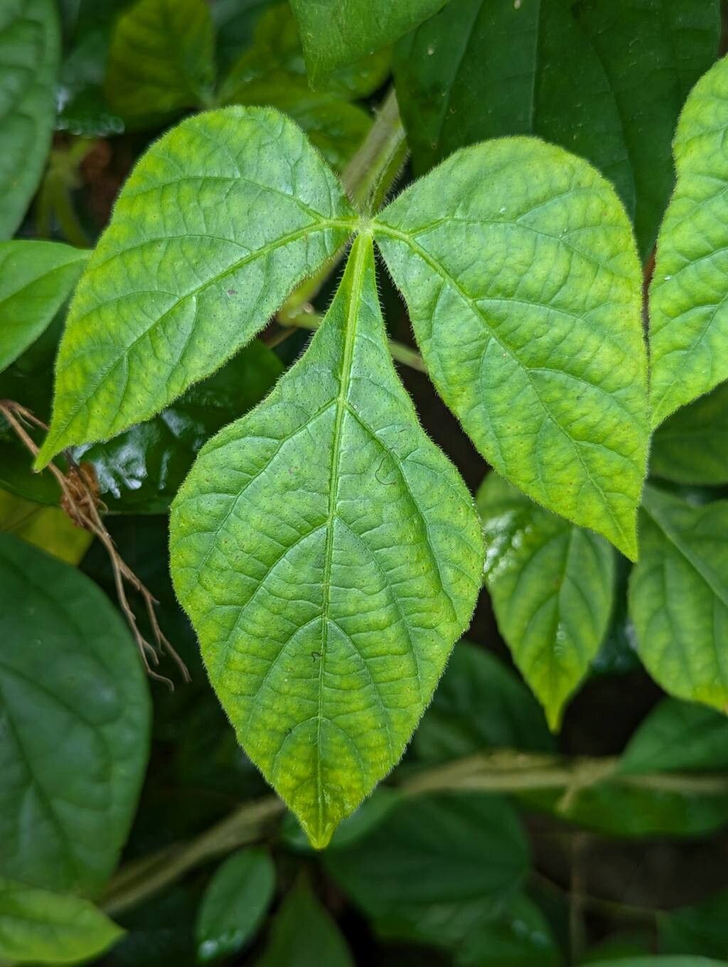 Cissus gongylodes leaf