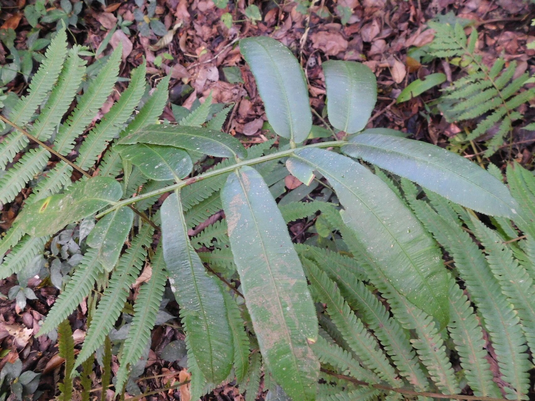 Coniogramme serrulata — houseplant care guide