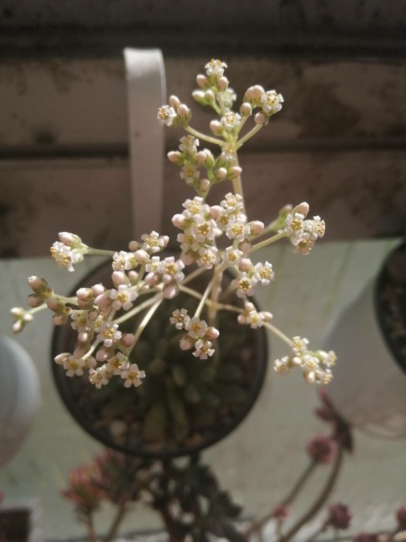 Crassula ausensis flower