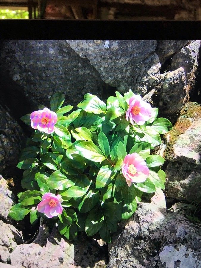 Paeonia corsica flower