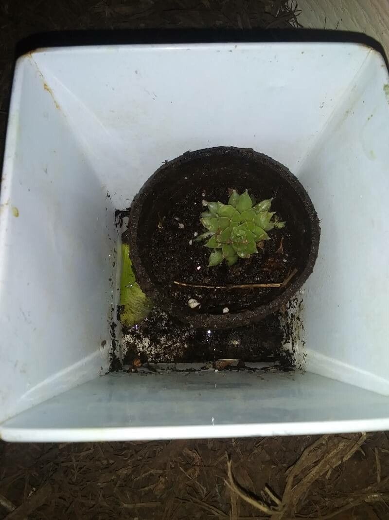 Haworthia mirabilis flower