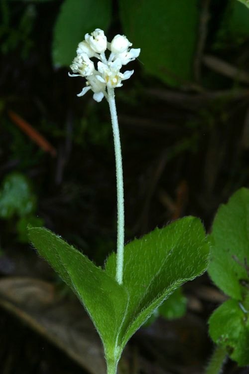 Whipplea modesta habit