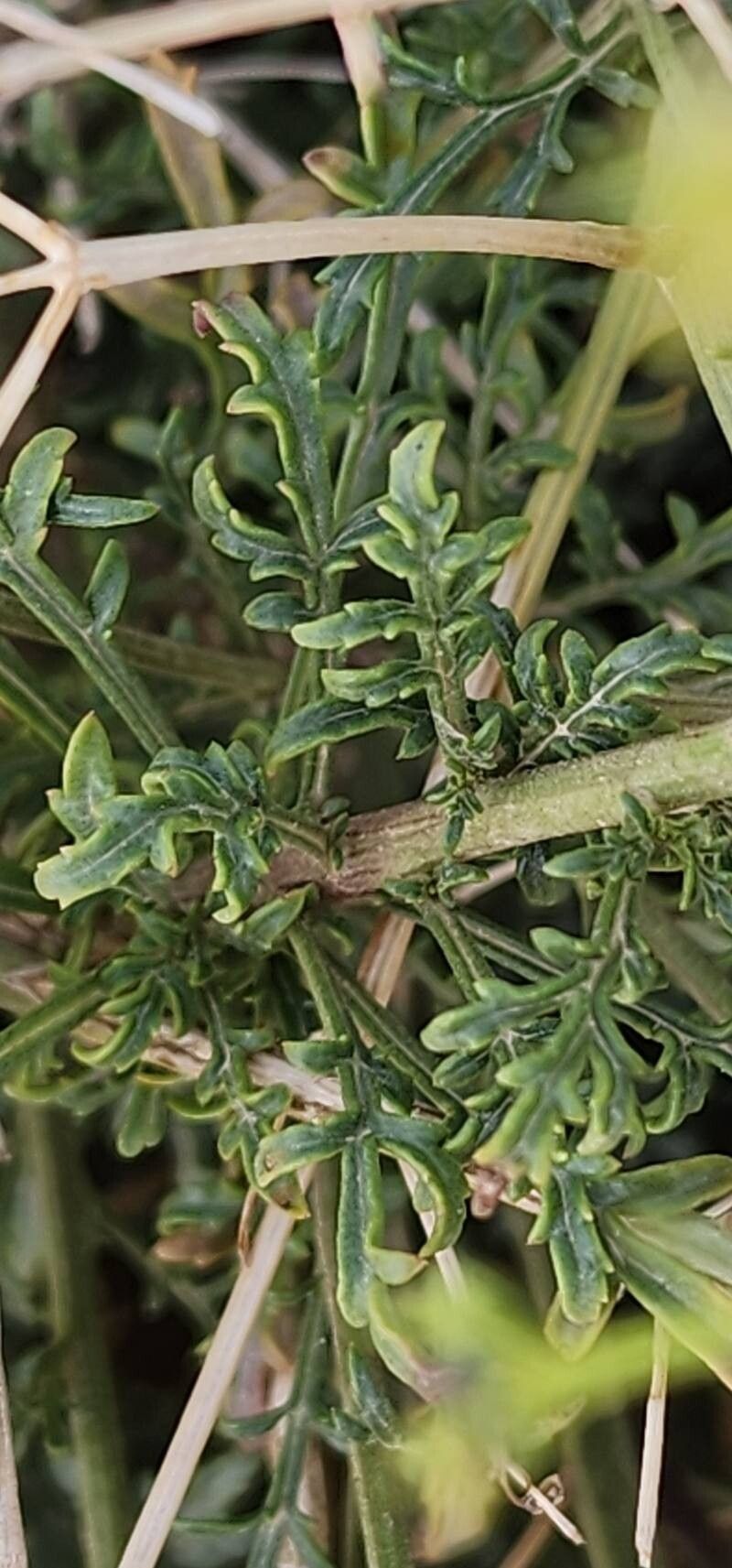 Scrophularia striata leaf