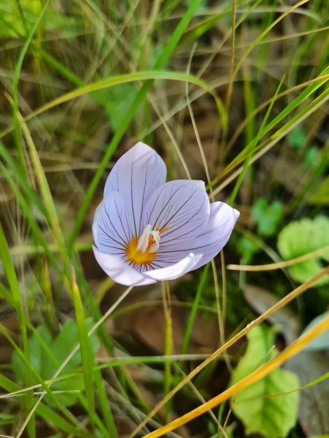 Crocus pulchellus