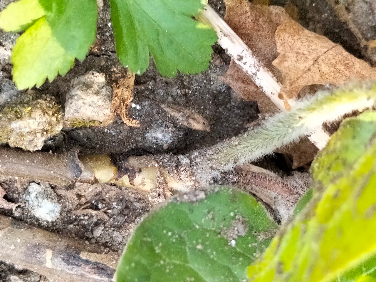 Asarum canadense bark
