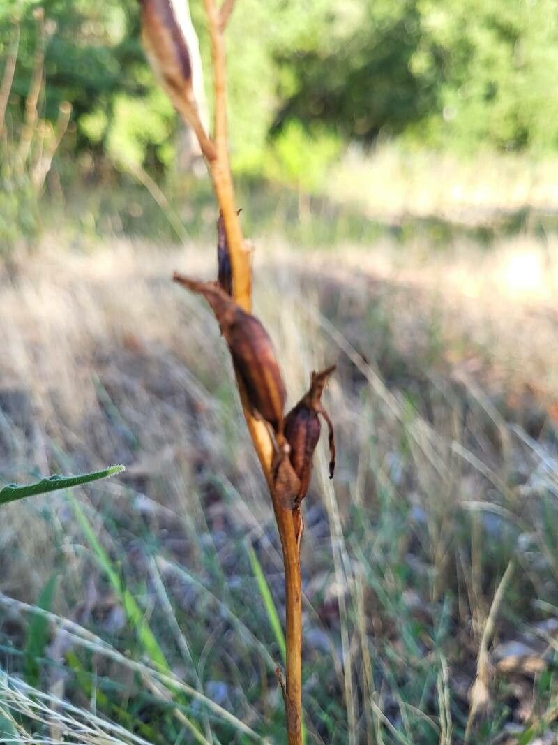 Serapias vomeracea fruit