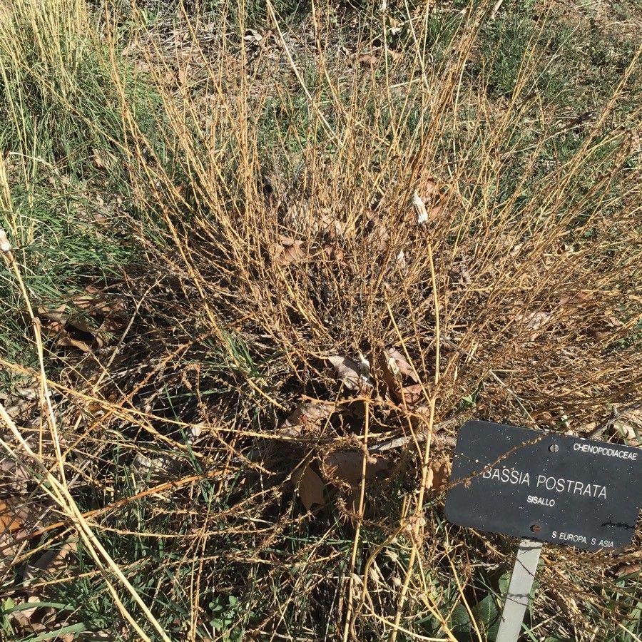 Bassia prostrata leaf