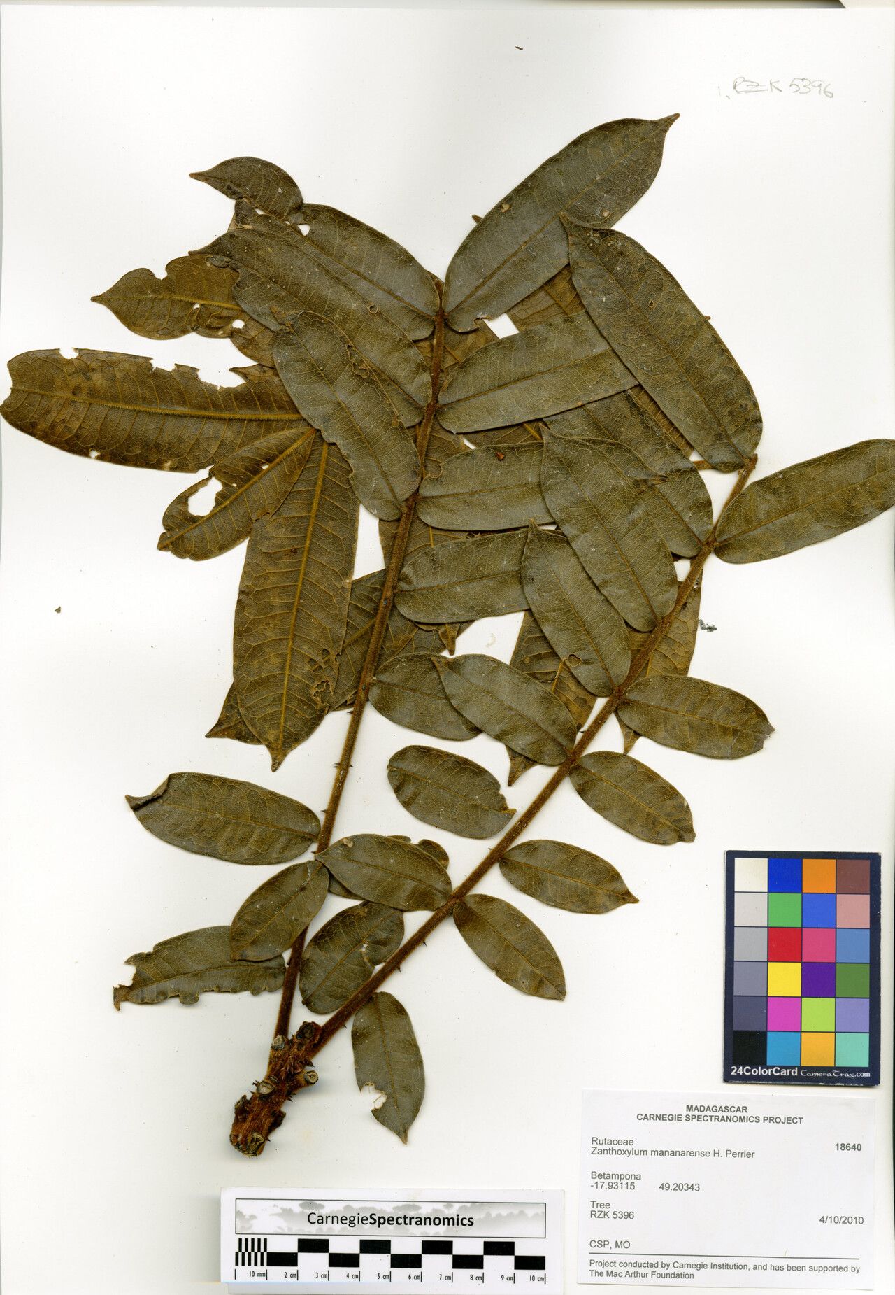 Zanthoxylum mananarense — houseplant care guide