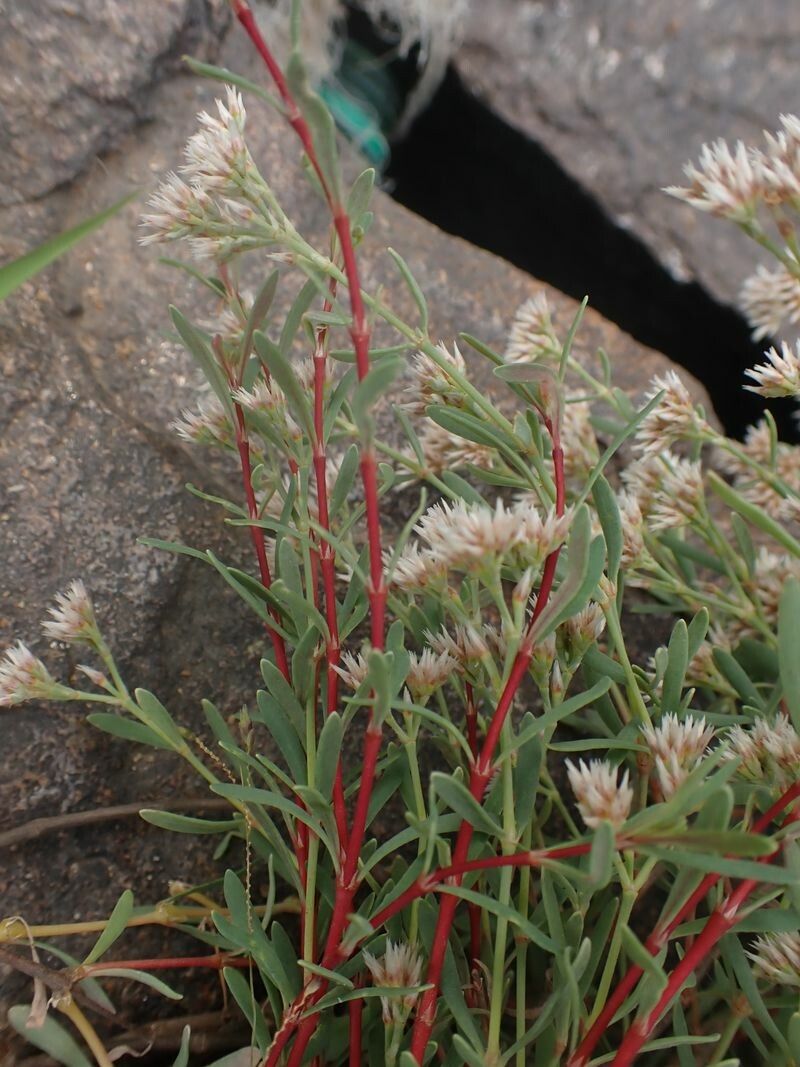 Polycarpaea rheophytica habit