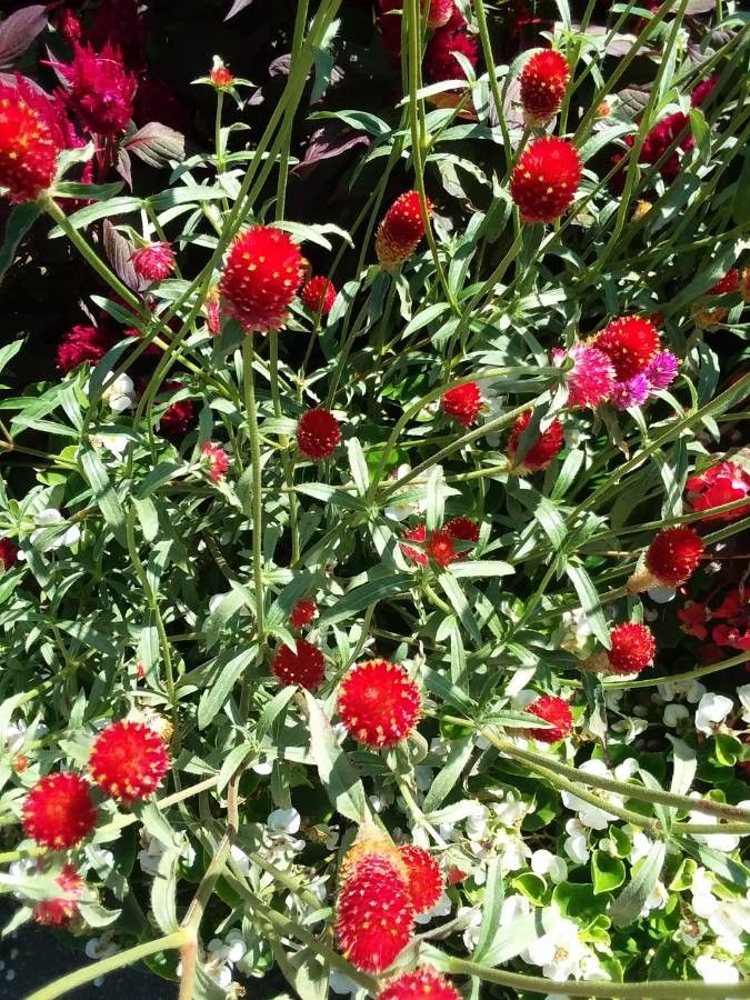 Gomphrena haageana leaf