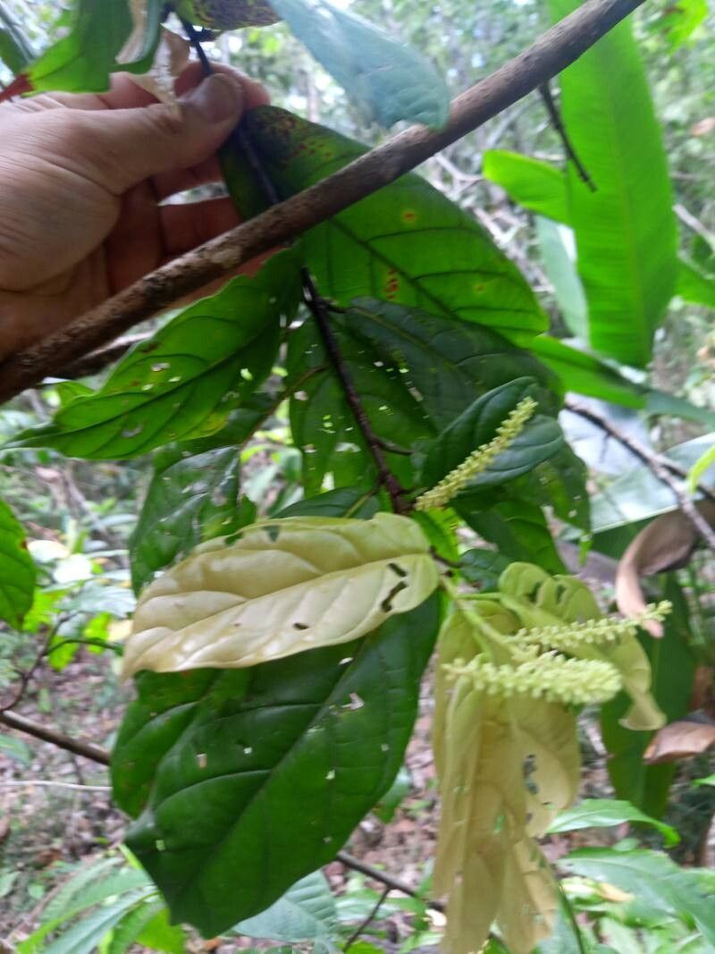 Coccoloba lucidula flower