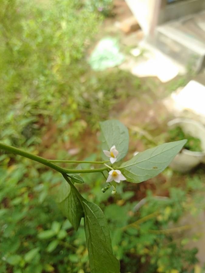 Solanum nigricans flower