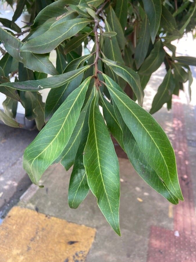 Buckinghamia celsissima leaf