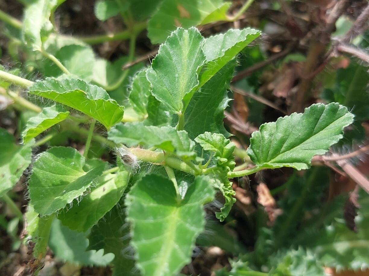 Monsonia emarginata — related species from the same genus