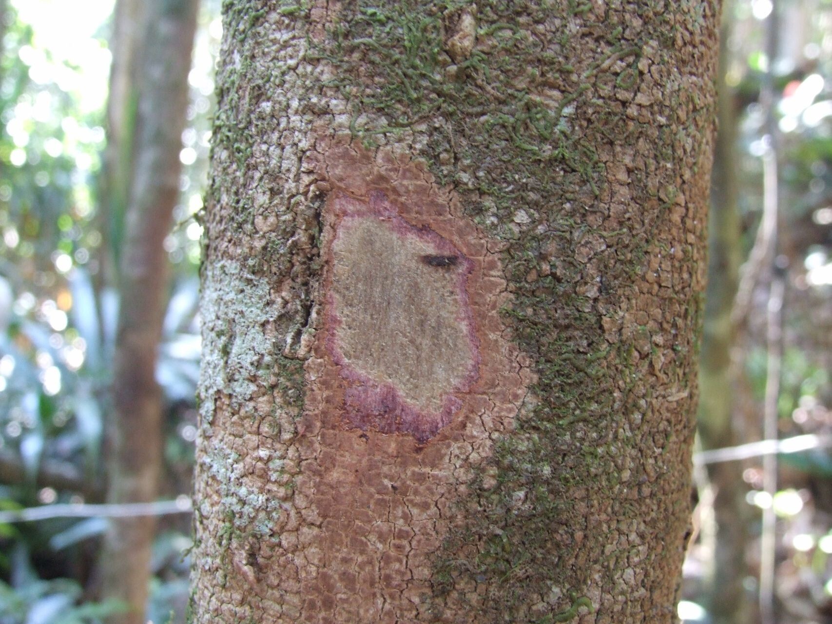 Syzygium rhopalanthum bark