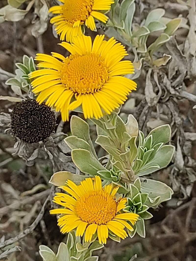 Asteriscus intermedius flower