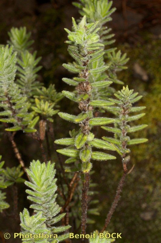 Micromeria pineolens other