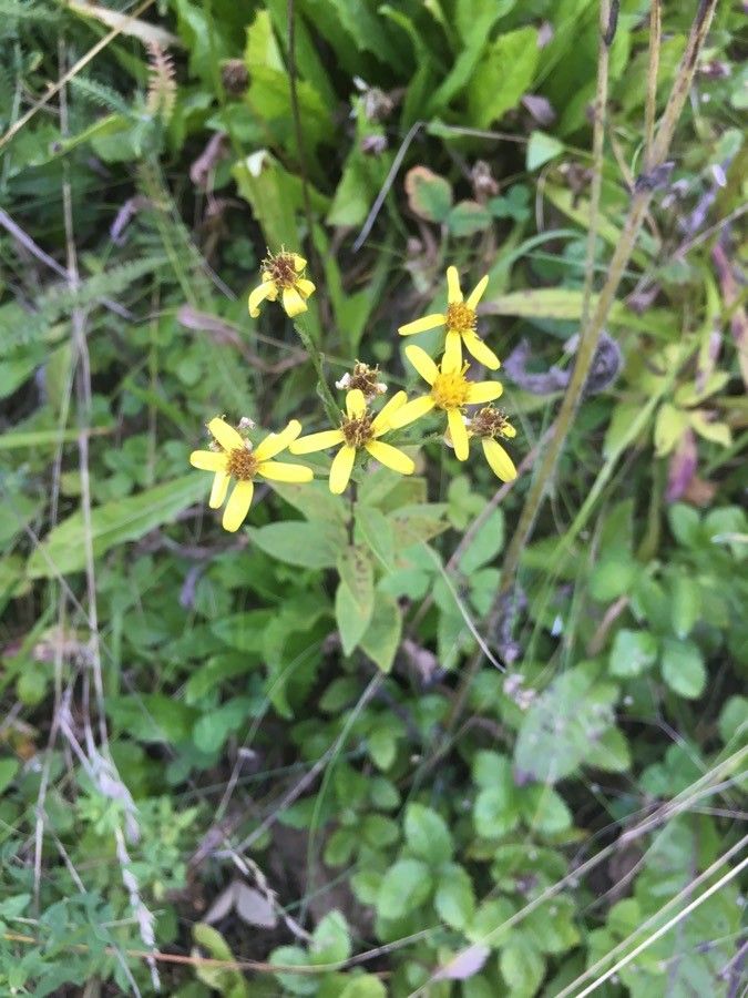 Senecio sarracenicus habit