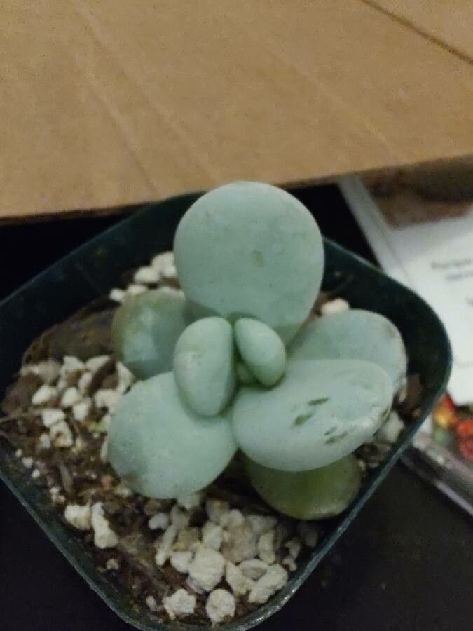 Echeveria cuicatecana — search result for 'Echeveria'