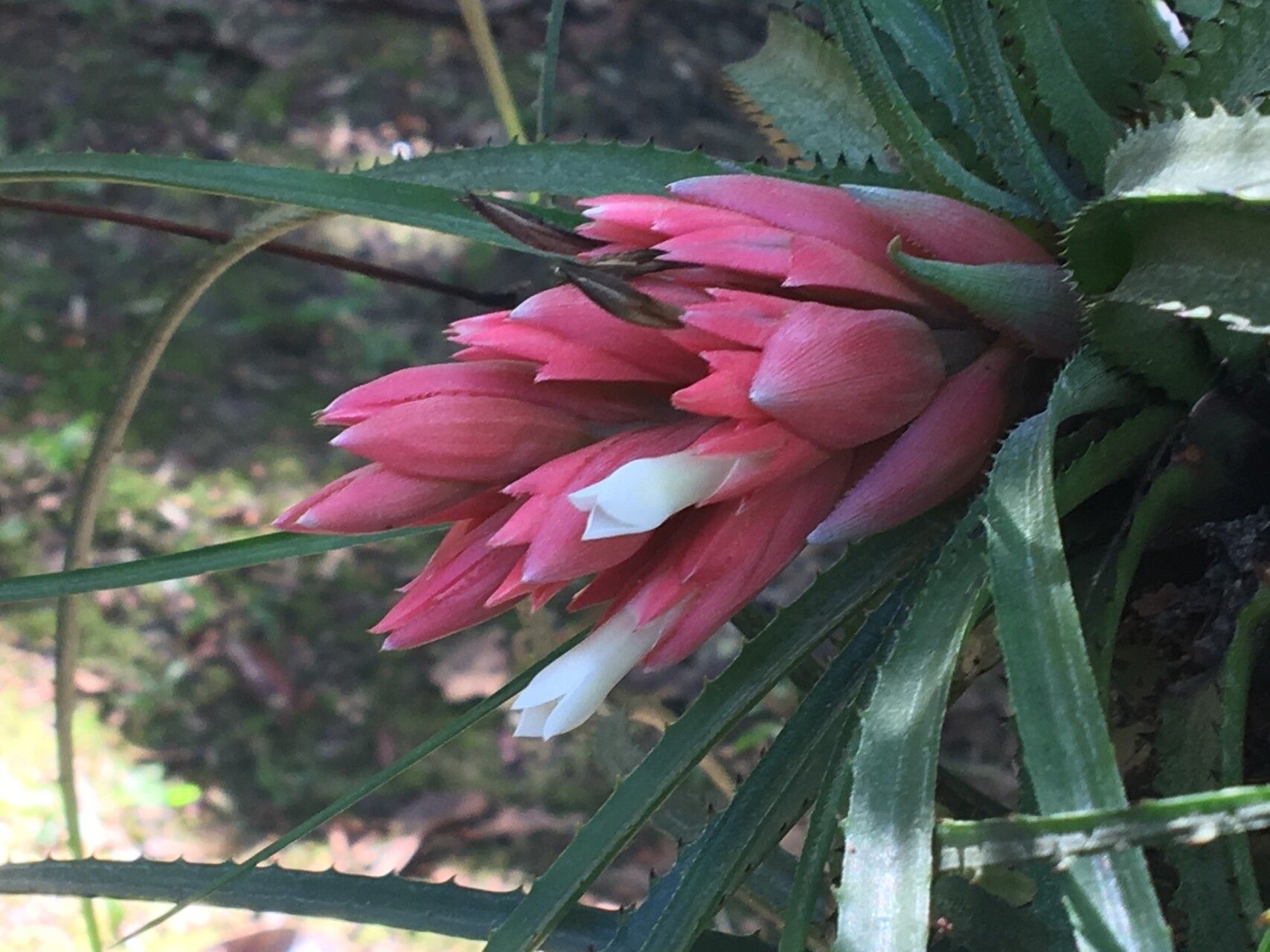 Aechmea longifolia flower