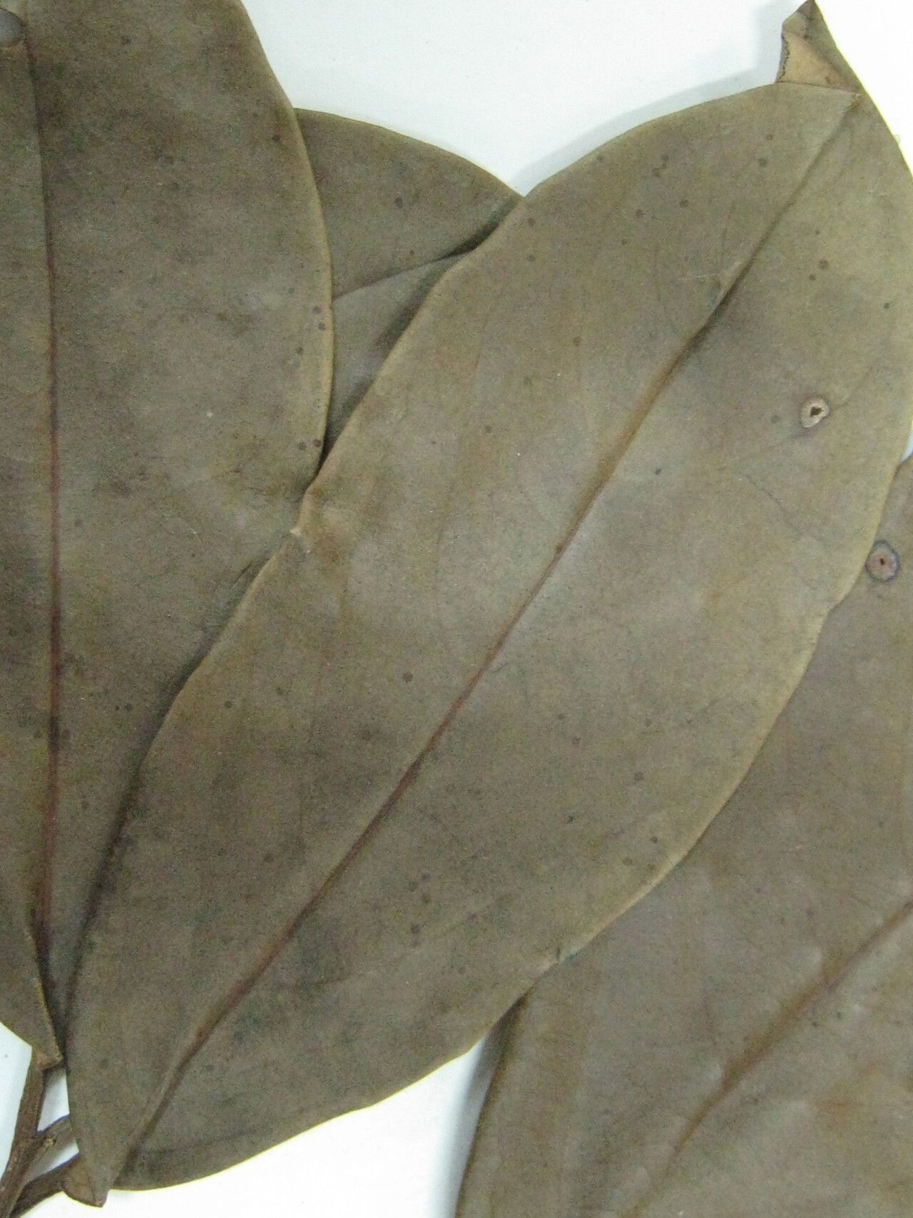 Aniba rosodora other