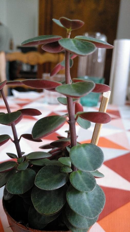 Peperomia verticillata bark